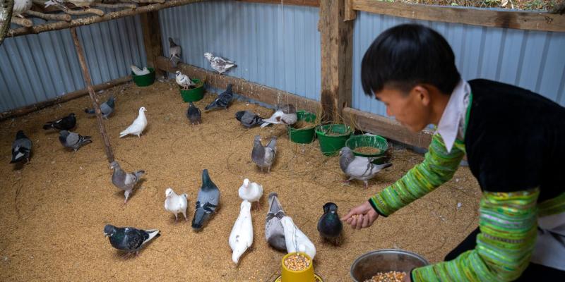 De, another father to benefit from our program, started a pigeon farm with his seed money. He, too, is already seeing profit, and reinvesting to grow his farm.