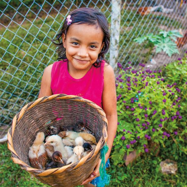 Baby chicks
