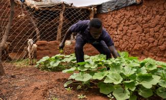 ISMAIL IS WATCHING HIS GARDEN FLOURISH IN THE ARID SAHEL LAND OF AJUONG THOK REFUGEE CAMP IN THE FAR NORTH OF SOUTH SUDAN.