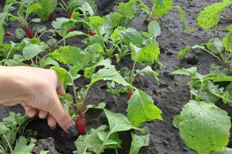 Radishes are growing in Eastern Ukraine to provide war-weary residents variety in their diet.
