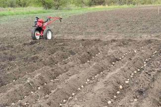 With careful tending and favourable weather, these rows of seed potatoes will grow into a staple crop to nourish Ukrainians in the days ahead.