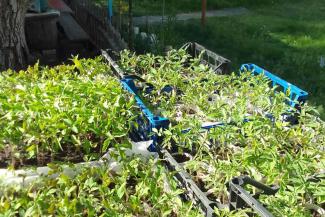 Samaritan’s Purse distributed over 600 agricultural kits in March and April 2025, and plants like these are already thriving.
