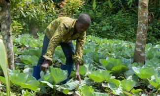 Mbakonzadhu tends the cabbage field that helps feed his whole family in the Democratic Republic of the Congo. The seeds and training this father received from Samaritan’s Purse particularly blessed his young son who, once malnourished, is healthy and growing today.
