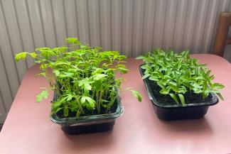Tomatoes (left) and peppers (right) sprout inside to be ready for planting when the temperatures warm in Ukraine.