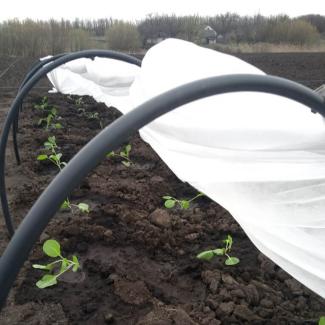 The hotbed Samaritan’s Purse provided Vira is already trapping the sun’s heat to help cabbage plants grow.