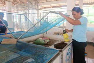Sothearith cares for her new source of income, grateful for how Samaritan’s Purse has allowed her children to go to school.