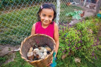 Baby chicks