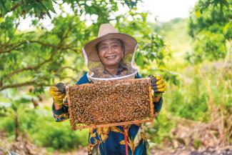Provide Honeybees