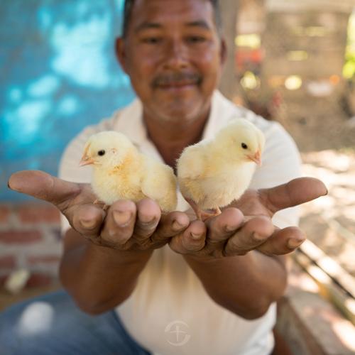man with chicks